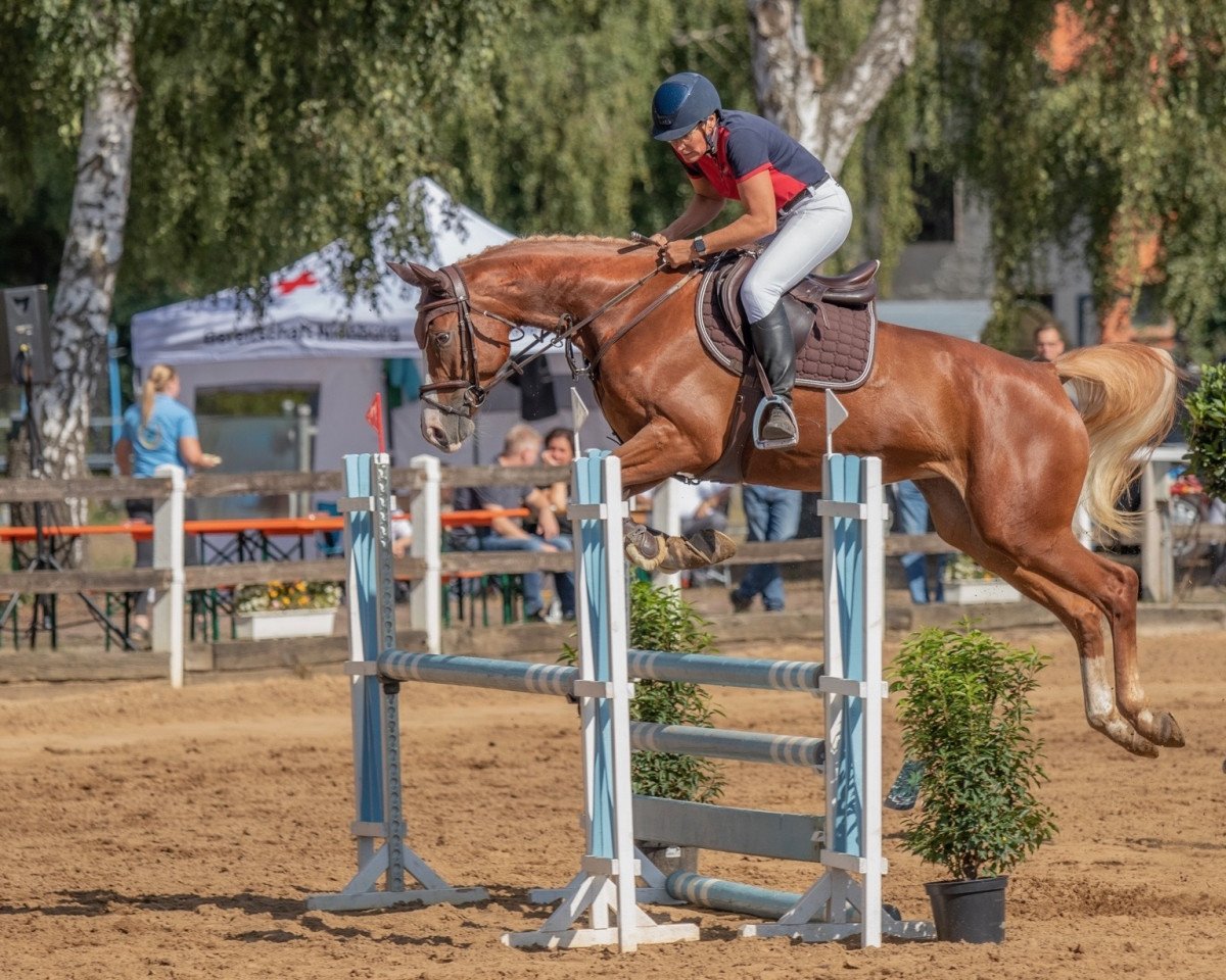 jumper Qlicklady S (Hanoverian, 2018, from Qualito)