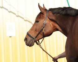 dressage horse Fürst Aurelio (Westphalian, 2004, from Fürst Piccolo)