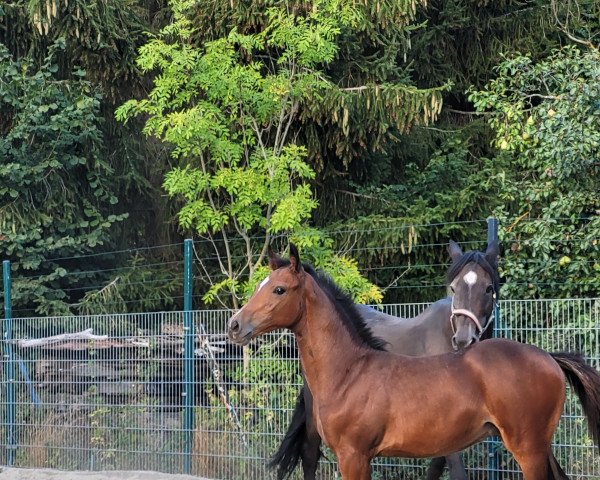 Pferd Campari W (Holsteiner, 2022, von Cahil)