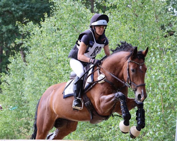 jumper Einstein P (German Sport Horse, 2013, from Elan d' Espoir)