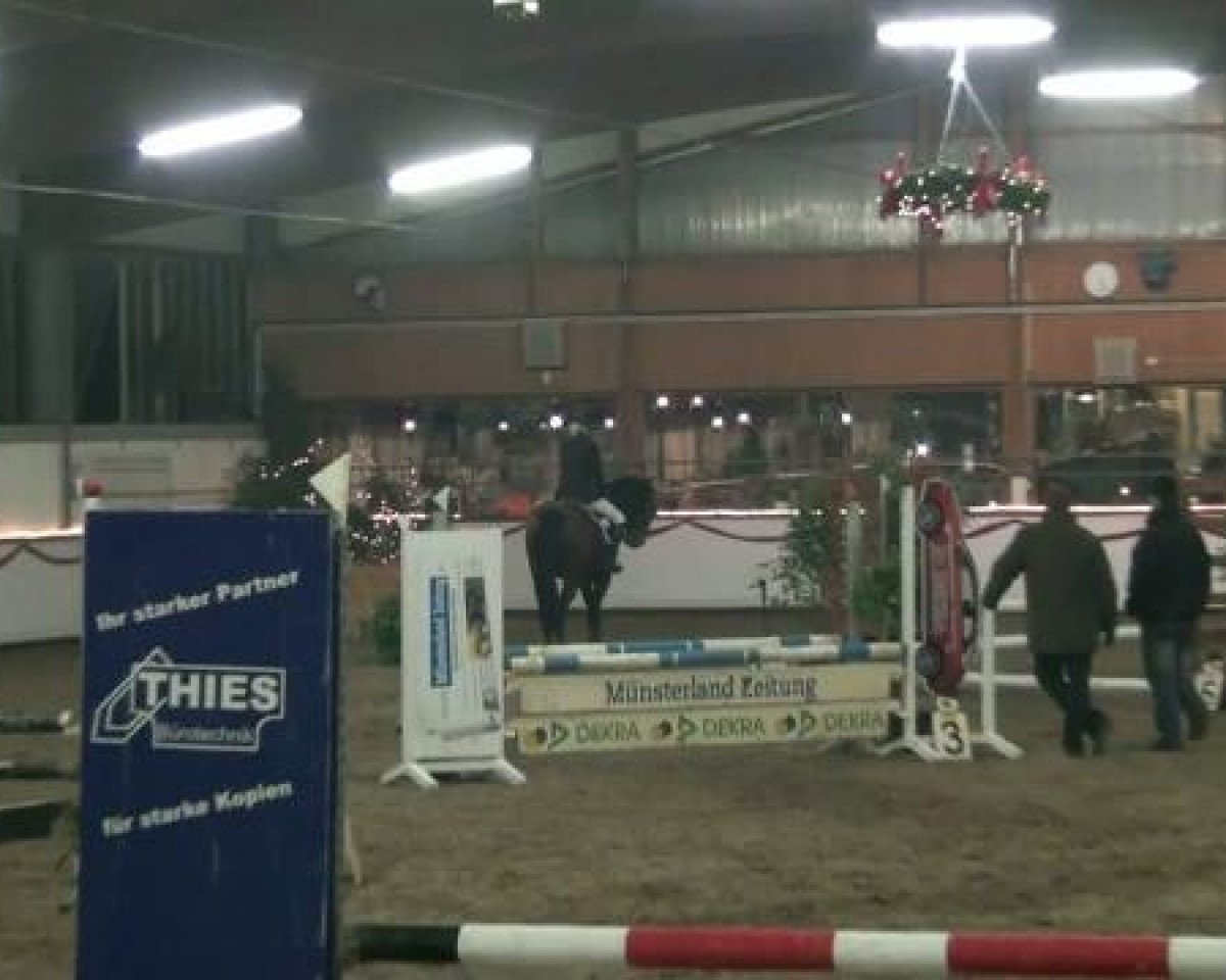 Springpferd Royal Dancer 25 (Oldenburger, 2002, von Rohdiamant)