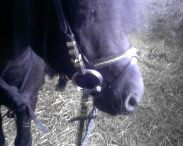 horse Black Beauty (Dartmoor Pony, 2003, from Devon's Danger)