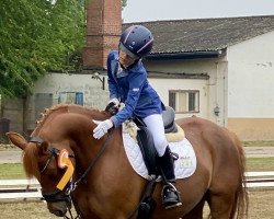 dressage horse Hesselteichs Apollo (German Riding Pony, 2012, from Golden Atreju)