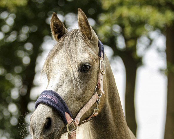 Springpferd Sweet Secret 7 (unbekannt, 2018)