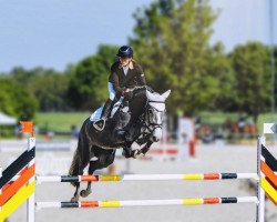 jumper Luka 72 (KWPN (Royal Dutch Sporthorse), 2016, from VDL Harley)