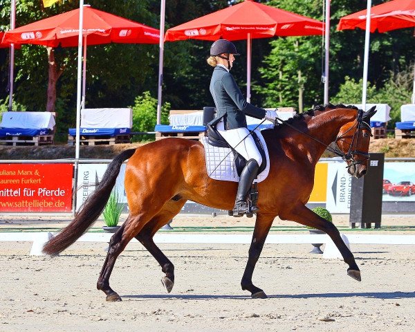 dressage horse Fabiano 99 (German Sport Horse, 2017, from Feinrich)