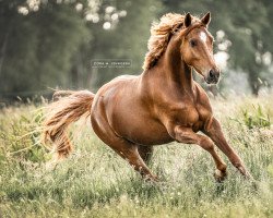 jumper Winni 275 (German Riding Pony, 2015, from Golden Atreju)