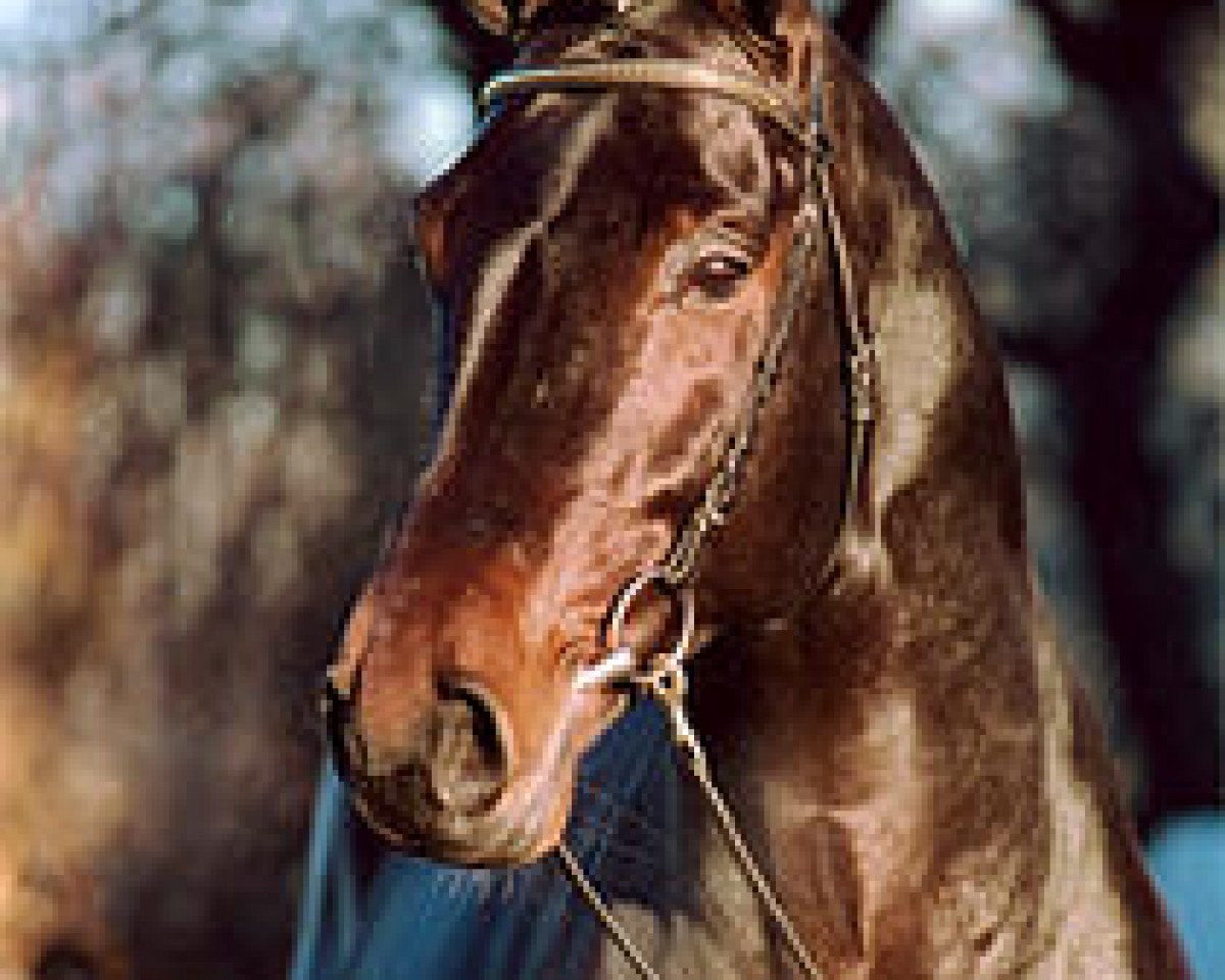 stallion Collin L (Oldenburg, 1997, from Contender)