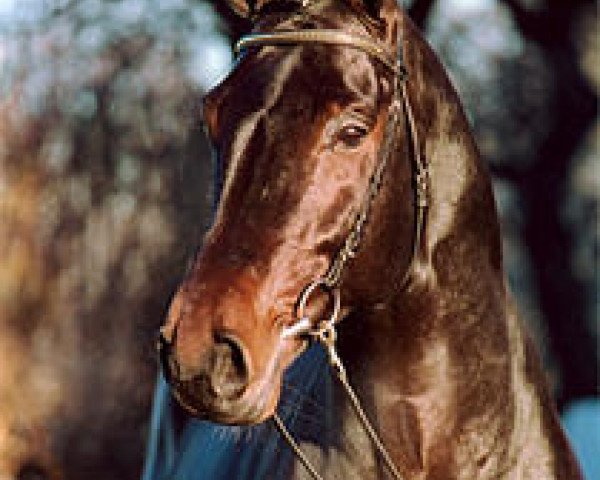 horse Collin L (Oldenburg, 1997, from Contender)