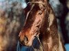 stallion Collin L (Oldenburg, 1997, from Contender)
