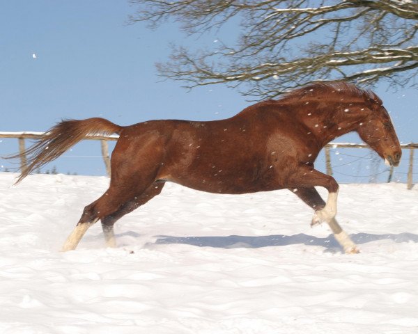 broodmare Pit's Piccolina (Westphalian, 1997, from Pit I)