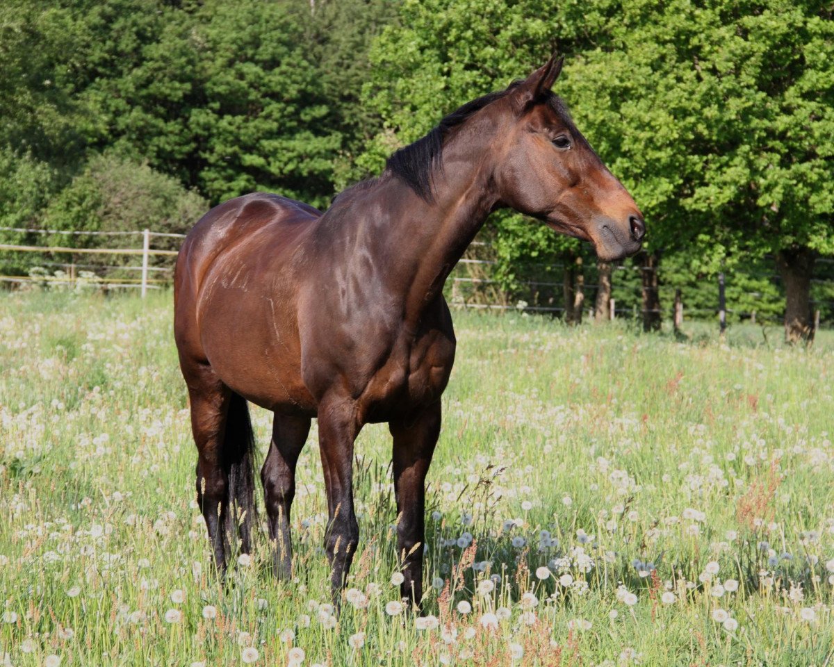Pferd Birkenbluete (Trakehner, 1989, von Holunder)