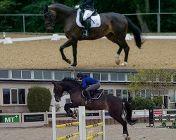 dressage horse Ramira Uno (German Sport Horse, 2014, from Ramirado)