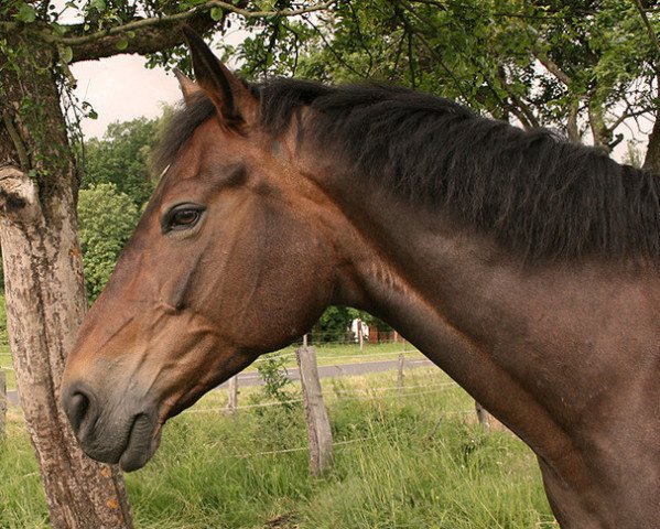 Pferd Lady Luna 24 (Hessisches Warmblut, 1983, von Ländler)