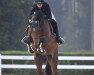 jumper Chantilly (Westphalian, 2017, from Cornet Obolensky)