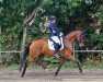 dressage horse Hötzenhof Cassiopeia (Holsteiner, 2009, from Calido I)