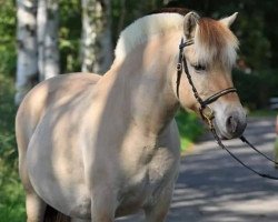 broodmare Klosterhof´s Solveig (Fjord Horse, 2010, from Resen N.2673)