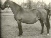 horse Golda (Holsteiner, 1970, from Ramiro Z)