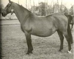 broodmare Golda (Holsteiner, 1970, from Ramiro Z)