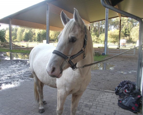 Zuchtstute Samoe (Deutsches Reitpony, 2001, von Golden Springfield B)