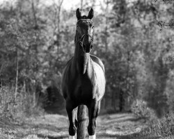 dressage horse Flashdance (Rhinelander, 2002, from Wimbledon)