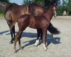 dressage horse Dori (Westphalian, 2010, from Don Diamond)