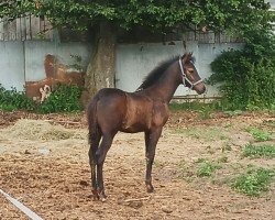 Pferd Happy (Deutsches Reitpony, 2022, von Honeymoon King)