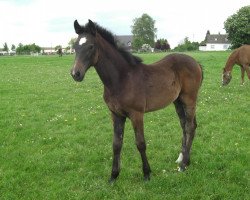 broodmare Lotta (Westphalian, 2010, from Linton)