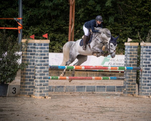 jumper Vancouver K 3 (German Sport Horse, 2016, from van Gogh)