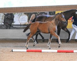 dressage horse Deluxe (German Sport Horse, 2022, from Sir Nymphenburg I)