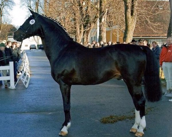 stallion Certus (Oldenburg, 1992, from Carprilli)