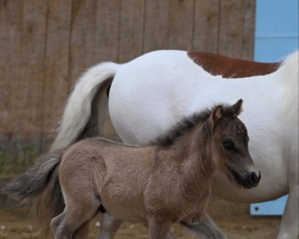 horse Caligo J (Dt.Part-bred Shetland pony, 2022, from S.O.L.M. Neptunes Bruno)