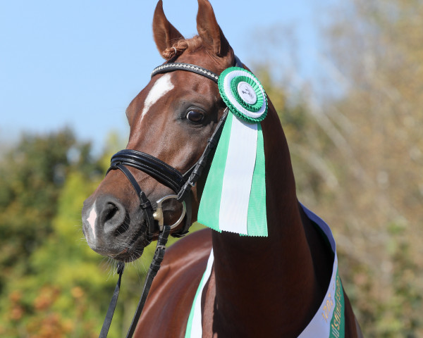 stallion FA Dajan ox (Arabian thoroughbred, 2015, from Kanz Al Bidayer ox)