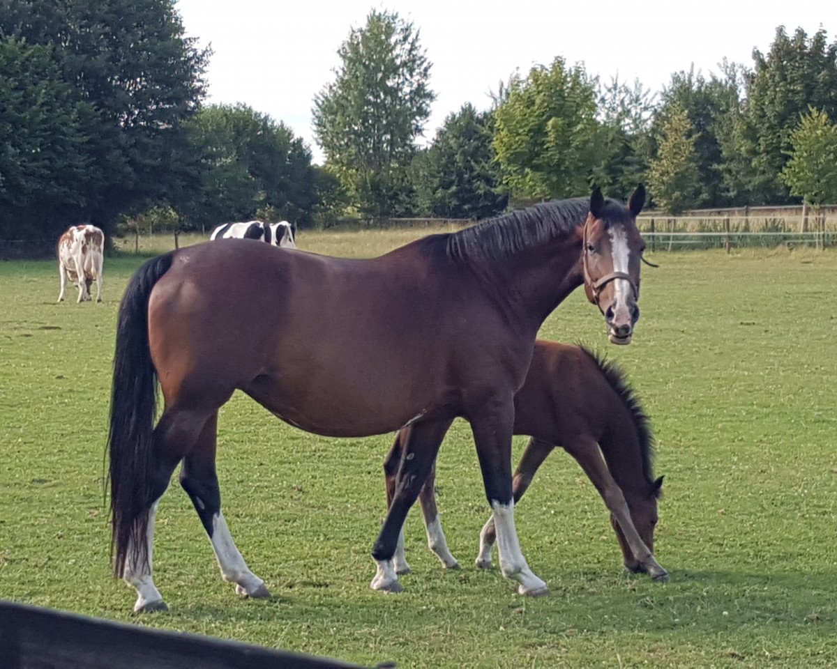 broodmare Donna Lady (Holsteiner, 2011, from Casall Ask)