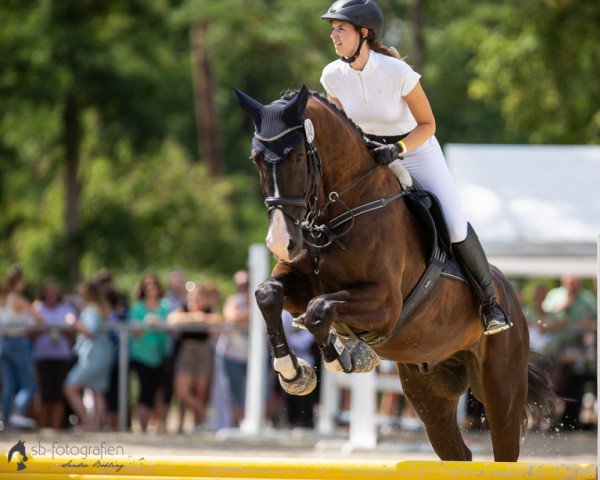 jumper Ibiza Skyhigh (Royal Warmblood Studbook of the Netherlands (KWPN), 2013, from Namelus R)