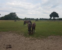 Springpferd Cleiner Onkel (Holsteiner, 2022, von Charaktervoll Hv)