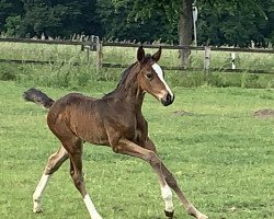 Springpferd Cia‘s Heartbeat (Westfale, 2022, von Christian's Chacco)