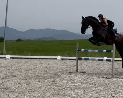 jumper Cat Mandu (Hanoverian, 2009, from Canstakko)