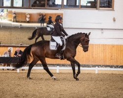 dressage horse Fräulein Ferrero (Hanoverian, 2018, from Tannenhof's Fahrenheit)