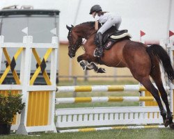 jumper Ariola 25 (Hanoverian, 2015, from Aga Khan Z)