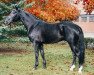 stallion Frenchman I (Hanoverian, 1996, from Falkland)