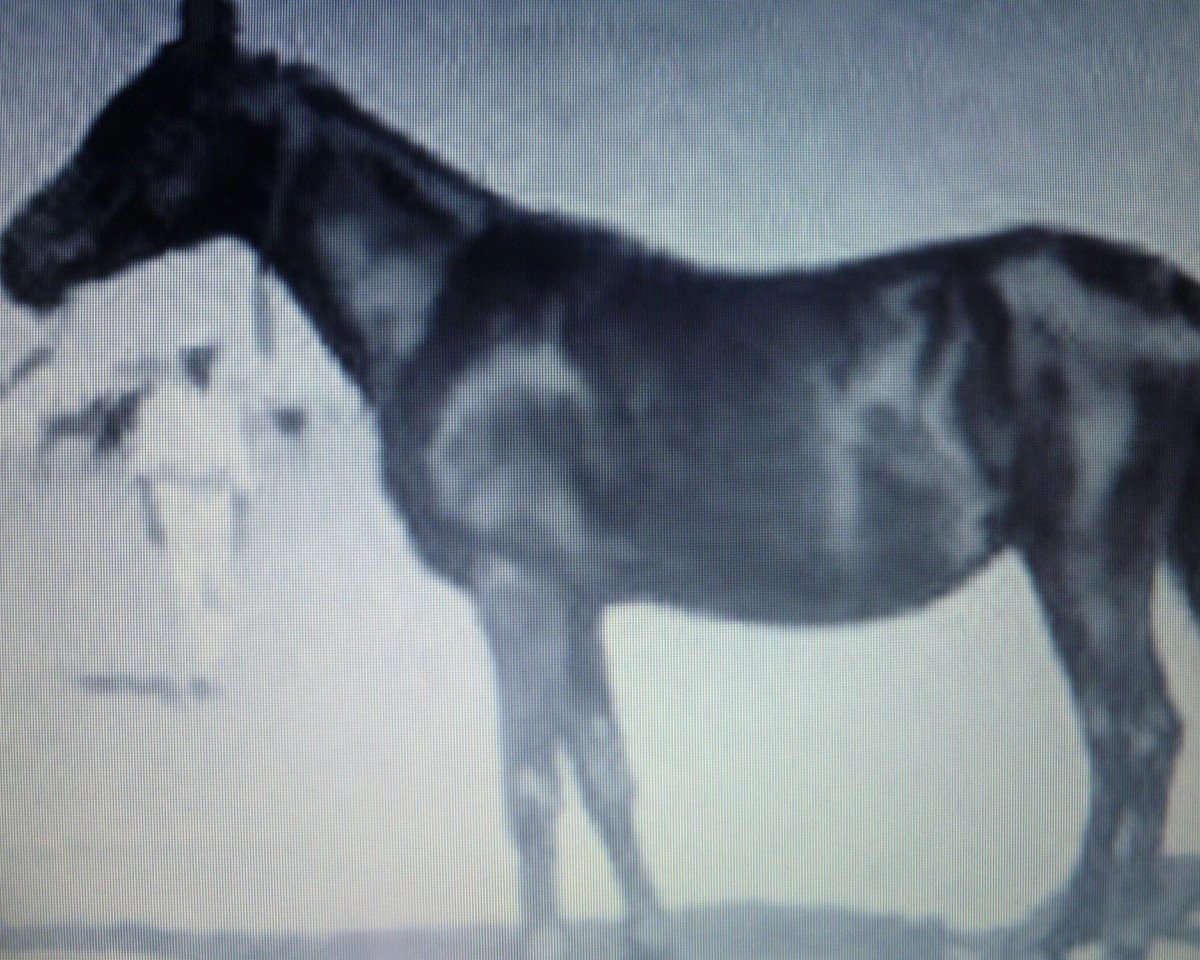 broodmare Zareefa 1927 RAS (Arabian purebred, 1927, from Kazmeen 1916 EAO)