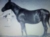 broodmare Zareefa 1927 RAS (Arabian thoroughbred, 1927, from Kazmeen 1916 EAO)