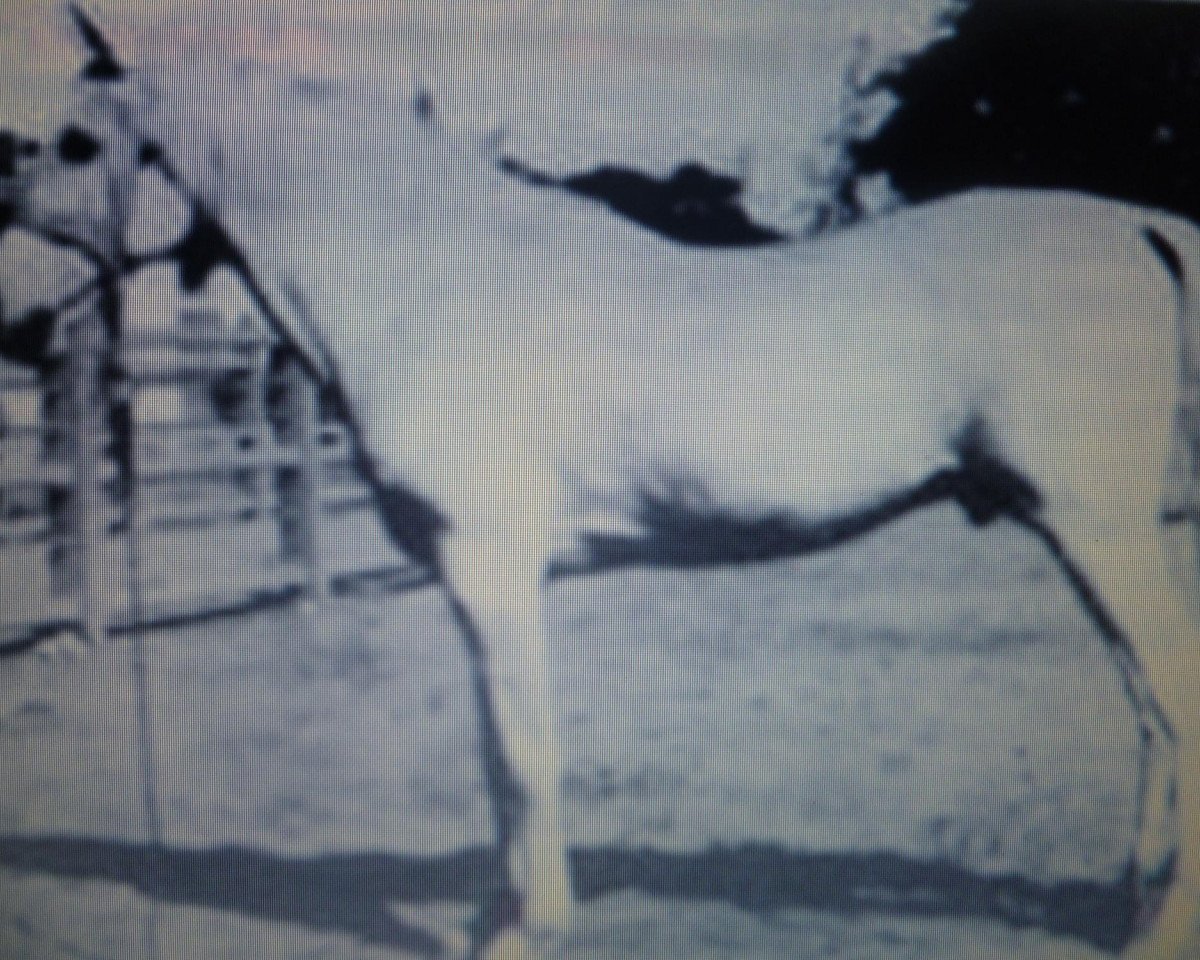 stallion Saklawi II 1895 ox (Arabian purebred, 1895, from Saklawi I RAS)