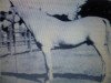 stallion Saklawi II 1895 ox (Arabian thoroughbred, 1895, from Saklawi I RAS)