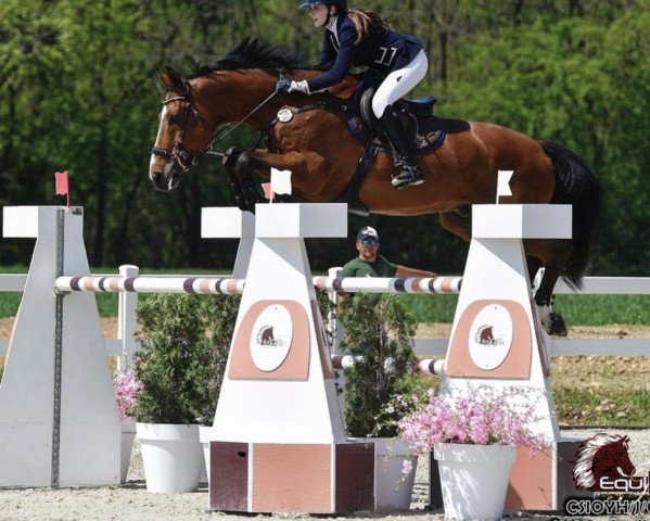 Springpferd Quatro de Laubry (Belgisches Warmblut, 2000, von Kannan)