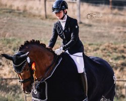 dressage horse Insterfee (Hanoverian, 2015, from Instertanz V 241 FIN)