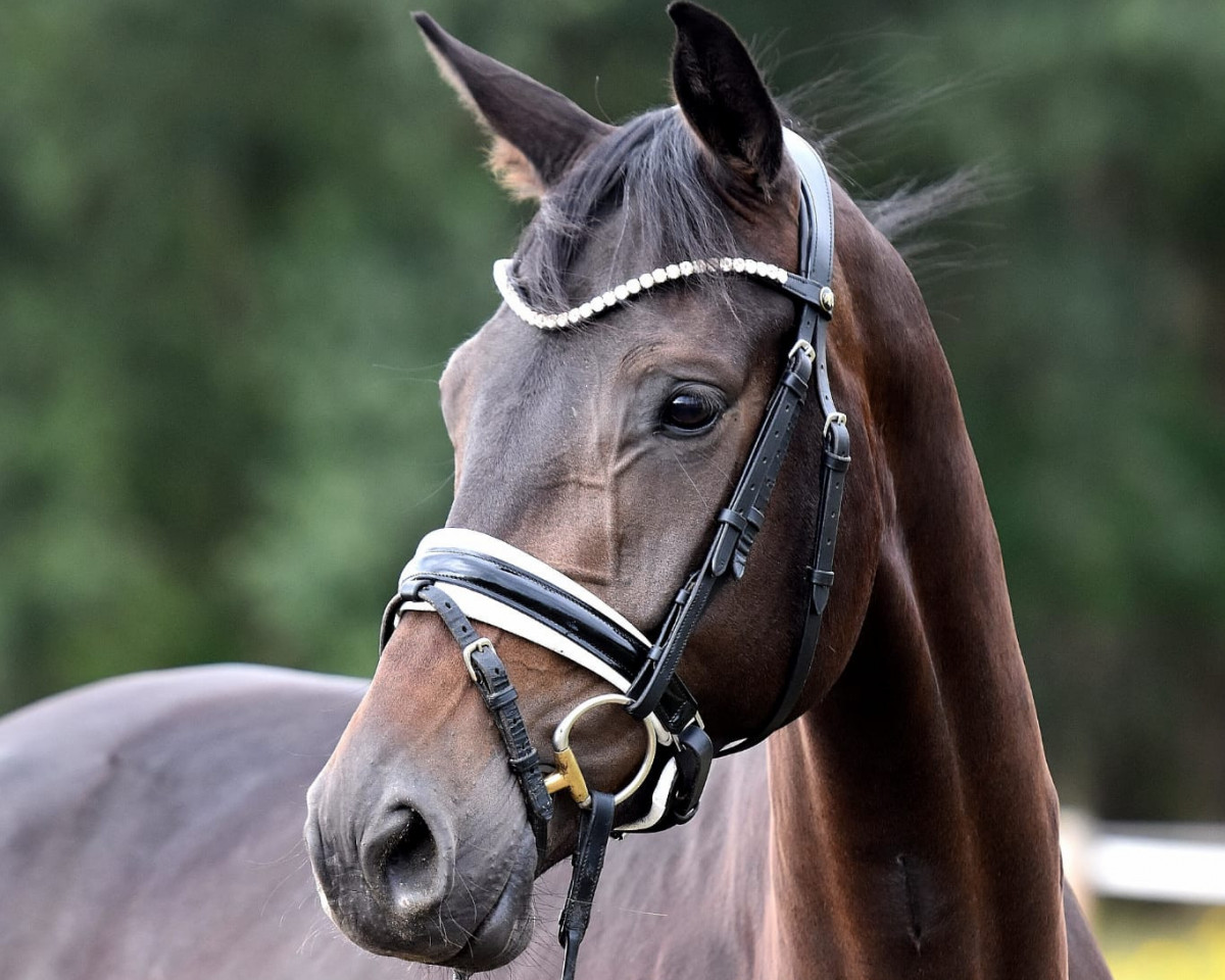 broodmare Meine Feine S (German Sport Horse, 2018, from E.H. Millennium)