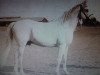 stallion El Deree 1920 DB (Arabian thoroughbred, 1920, from Desert arabian)