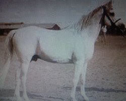 stallion El Deree 1920 DB (Arabian thoroughbred, 1920, from Desert arabian)